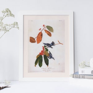 CERULEAN WARBLER, professioneller Giclée-Druck, John James Audubon, Kunst des 19.Jahrhunderts, Cottage Dekor, Naturwandkunst
