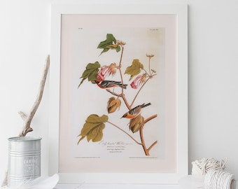 BAY BREASTED WARBLER, High Quality Giclée Print, John James Audubon, 19th Century Art, Gift for Nature Lover, Nature Wall Art