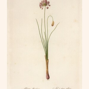 IMPRESSION DE FLEURS ANTIQUE, poireau de Steller, Redouté, art du XIXe siècle, illustration botanique, décoration de chambre confortable, cottagecore, art mural nature image 2