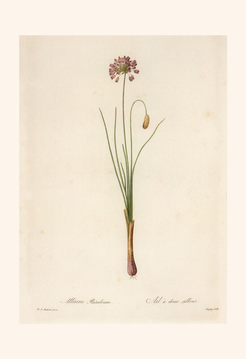 IMPRESSION DE FLEURS ANTIQUE, poireau de Steller, Redouté, art du XIXe siècle, illustration botanique, décoration de chambre confortable, cottagecore, art mural nature image 2