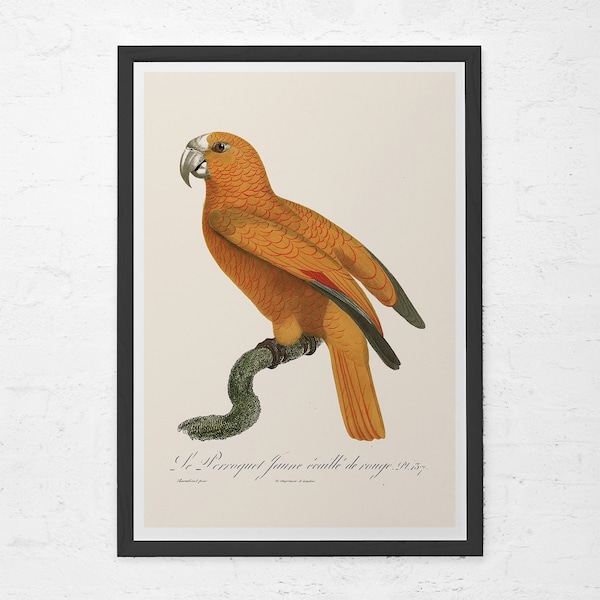 YELLOW PARROT PRINT, Vintage Ornithology Print, Antique Yellow Parrot Art, Professional Reproduction, Vintage Bird Print, Nature Wall Art