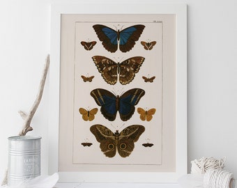 RUSTIC HOME DECOR, High Quality Reproduction, Nature Art Print Butterfly Art Natural History Print Nature Wall Art Butterfly Print