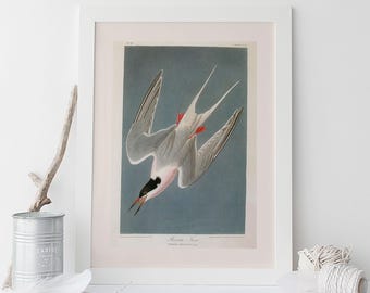 VINTAGE BIRD PRINT, Roseate Tern, Sterna Dougallii, Bird Lovers Gift, Audubon, 1820s, 1830s, Nature Wall Art