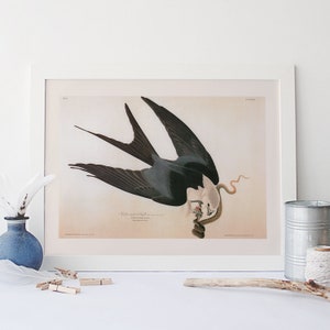 VINTAGE BIRD PRINT, Swallow-tailed Hawk, Audubon, 1820s, 1830s, Nature Wall Art