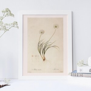 ANTIQUE FLOWER PRINT, Whitish Garlic, Professional Quality Giclée Print, Redouté, 19th Century Art, Botanical Illustratio, Cozy Room Decor