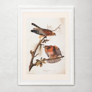 RED SHOULDERED HAWK, Museum Quality Giclée Print, John James Audubon, Bird of Prey, Nature Lover Gift, Nature Wall Art image 5
