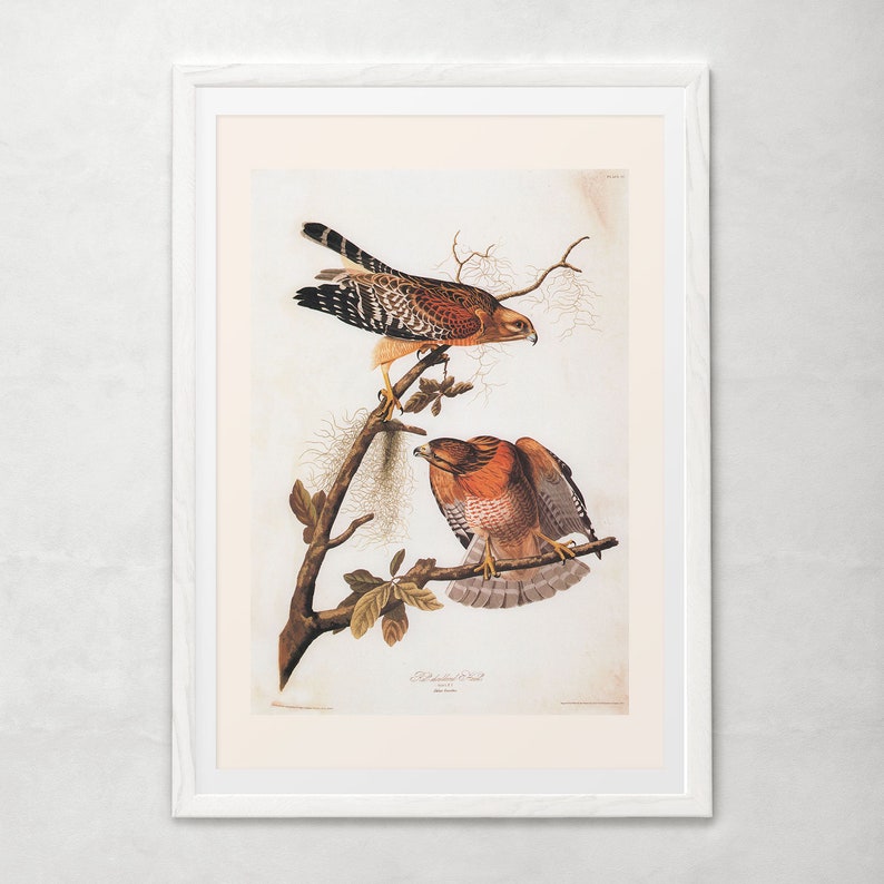 RED SHOULDERED HAWK, Museum Quality Giclée Print, John James Audubon, Bird of Prey, Nature Lover Gift, Nature Wall Art image 5