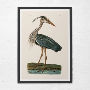 ANTIQUE HERON PRINT, Vintage Ornithology Print, Antique Bird Print, Professional Reproduction, Vintage Bird Print, Nature Wall Art