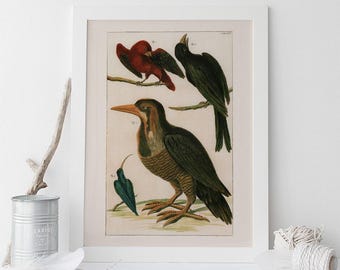 ANTIQUE ORNITHOLOGY PRINT, Antique Bird Print, Professional Reproduction, Old Nature Print Nature Wall Art Old Bird Art Print Nature Art