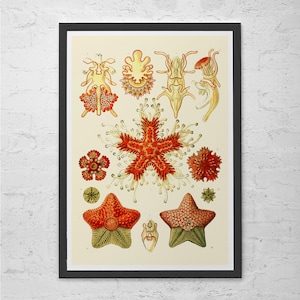 ANTIQUE NAUTICAL PRINT, Ernst Haeckel Print, Antique Nature Print, High Quality Reproduction, Beach House Decor Scientific Wall Art