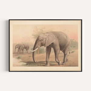 VINTAGE ELEPHANT POSTER, Antique African Elephant Print, Mammalogy Poster, Professional Reproduction, Vintage Animal Print, 1890s