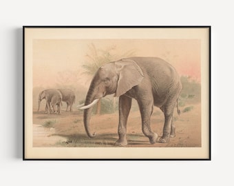 VINTAGE ELEPHANT POSTER, Antique African Elephant Print, Mammalogy Poster, Professional Reproduction, Vintage Animal Print, 1890s
