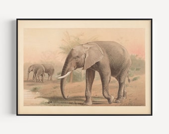 オーストラリアの動物相　マイヤー百科事典　1897年　ドイツ　アンティーク　版画 オーストラリアの動物相 マイヤー百科事典 1897年 ドイツ