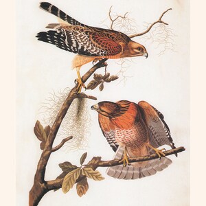 RED SHOULDERED HAWK, Museum Quality Giclée Print, John James Audubon, Bird of Prey, Nature Lover Gift, Nature Wall Art image 6