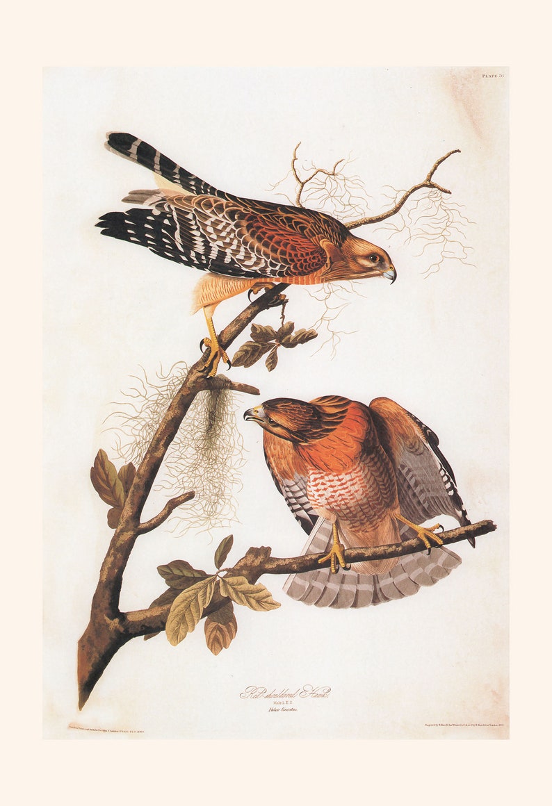 RED SHOULDERED HAWK, Museum Quality Giclée Print, John James Audubon, Bird of Prey, Nature Lover Gift, Nature Wall Art image 6