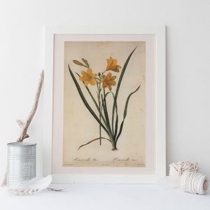 YELLOW DAY LILY, Cottage Country Wall Art, Redouté, 19th Century Art, Botanical Illustration, Cosy Room Decor, Cottagecore, Nature Wall Art
