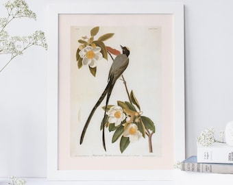 ILLUSTRATED BIRD PRINT, Fork-tailed Flycatcher, Audubon Print, Bird Lover Gift, Nature Wall Art