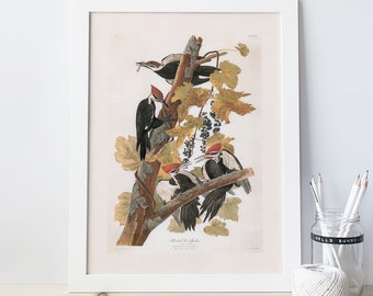 May include: A vintage illustration of three black-backed woodpeckers perched on a branch with purple berries. The birds are depicted in a realistic style with detailed feathers and markings. The illustration is framed in a white frame.