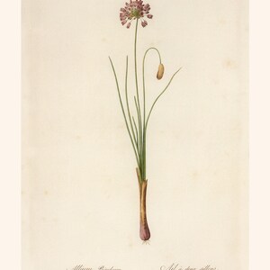 ANTIQUE FLOWER PRINT, Steller's Leek, Redouté, 19th Century Art, Botanical Illustration, Cozy Room Decor, Cottagecore, Nature Wall Art image 2