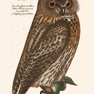 ANTIKE EULE PRINT, Vintage Ornithology Print, antikes Eulen Poster, professionelle Reproduktion, Vintage Vogel Print, Natur Wandkunst Bild 2