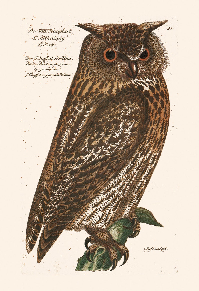 ANTIQUE OWL PRINT Vintage Ornithology Print Antique Owl Etsy