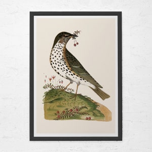 BIRD LOVERS PRINT, Vintage Ornithology Print, Antique Natural History Print, Professional Reproduction, Vintage Bird Print, Nature Wall Art
