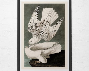 ANTIQUE DOVE PRINT, Vintage Ornithology Print, Antique Bird Poster, Professional Reproduction, Vintage Bird Print, Nature Wall Art