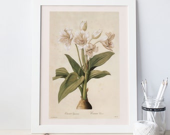 ANTIQUE FLOWER PRINT, Giant Crinum, Redouté, 19th Century Art, Botanical Illustration, Cozy Room Decor, Cottagecore, Nature Wall Art