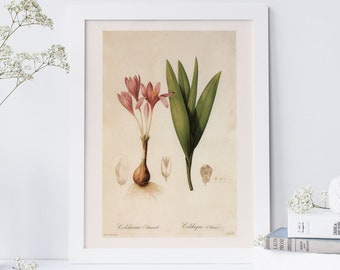 ANTIQUE FLOWER PRINT, Common Naked Ladies, Redouté, 19th Century Art, Botanical Illustration, Cosy Room Decor, Cottagecore, Nature Wall Art