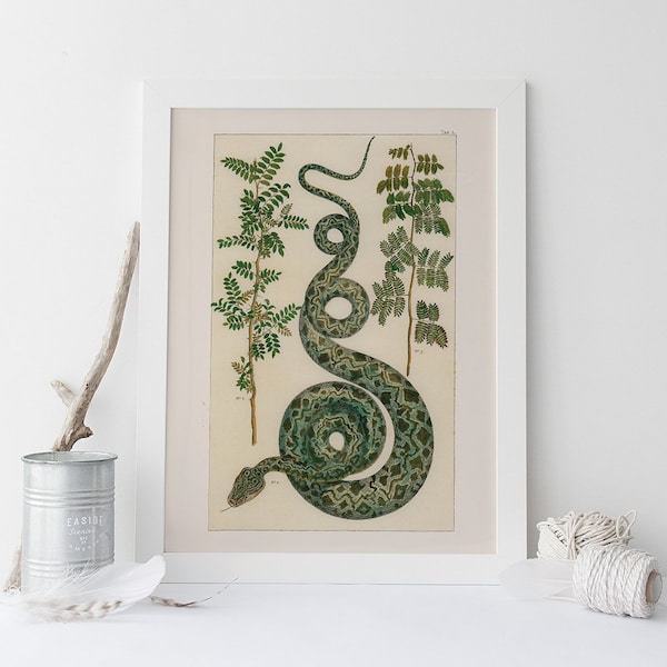 ANTIQUE NATURE PRINT, Vintage Serpent Print, Professional Reproduction, Antique Snake and Fauna Print Nature Wall Art Nature Art Print