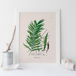 ANTIQUE BOTANICAL PRINT, Palm Tree Wall Art, Geonoma Leaf, Professional Giclee Print, Nature Wall Art