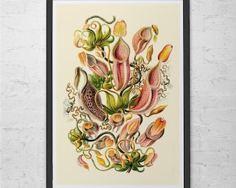 ERNST HAECKEL PRINT Nautische print Antieke natuurprint, Ribba Giclée print, Strandhuisdecoratie Wetenschappelijke muurkunst Vintage wetenschapsprint