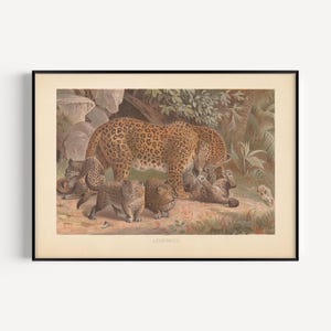 VINTAGE LEOPARD PRINT, Antique Zoology Print, Mammalogy Poster, Professional Reproduction, Vintage Animal Print, 1890s, Nature Wall Art