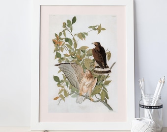 HAWK ART PRINT, Broad-winged Hawk Print, Falco Pennsylvanicus, John James Audubon Poster, Cottage wall art, Nature Wall Art