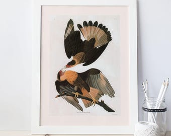 ANTIQUE EAGLE PRINT,  Various Sizes, High Quality Reproduction, John James Audubon, 19th Century Art, Nature Wall Art