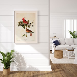 HERMOSA IMPRESIÓN DE CARDENAL, Impresión Giclée de Calidad Profesional, Fringilla Cardinalis, John James Audubon, Regalo para Observadores de Aves, Arte Mural Natural