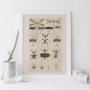 VINTAGE NATURE PRINT, Antique Nature Art Print, Antique Insect Print Butterfly Art Antique Natural History Print Wall Art Insect Art Print image 1