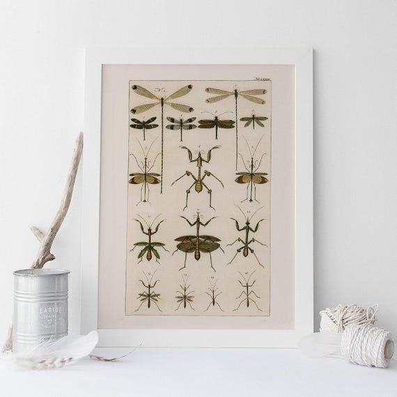 VINTAGE NATURE PRINT, Antique Nature Art Print, Antique Insect Print Butterfly Art Antique Natural History Print Wall Art Insect Art Print