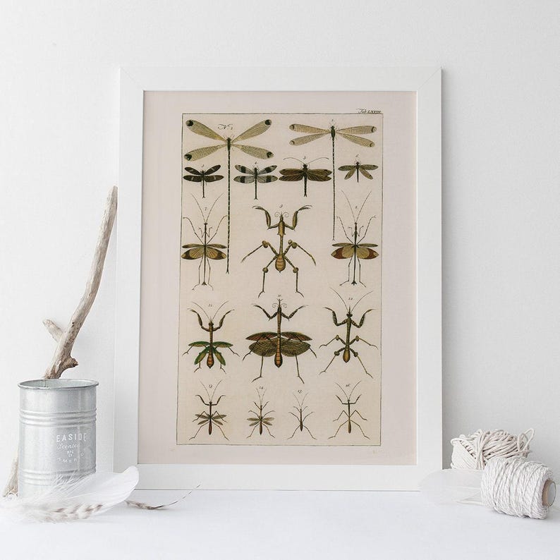 VINTAGE NATURE PRINT, Antique Nature Art Print, Antique Insect Print Butterfly Art Antique Natural History Print Wall Art Insect Art Print image 1