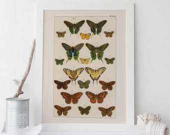 BUTTERFLY WALL ART, Antique Nature Print, Nature Art Print Butterfly Art Antique Natural History Print Nature Wall Art Butterfly Print