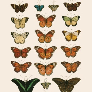 GIRLS ROOM DECOR, High Quality Reproduction, Old Nature Print Butterfly Art Antique Natural History Print, Vintage Science Print image 3