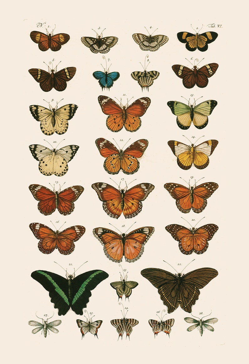 VINTAGE BUTTERFLY PRINT High Quality Reproduction Old | Etsy