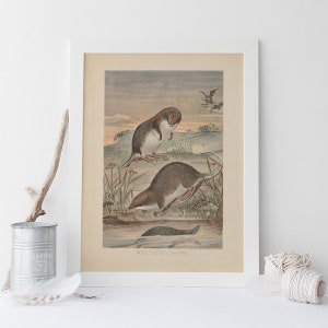 ANTIQUE ZOOLOGY PRINT, Vintage Water Shrew Print, Antique Mammalogy Poster, Professional Reproduction, Vintage Animal Print, 1890s