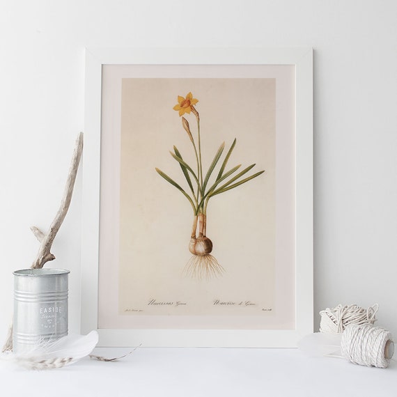 Daffodil, Narcissus available as Framed Prints, Photos, Wall Art and Photo  Gifts