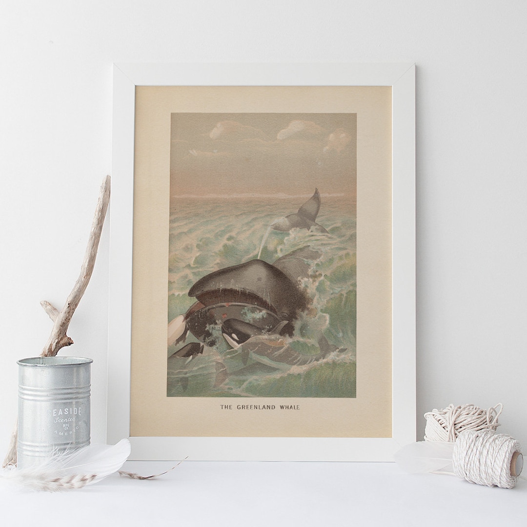 ANTIQUE WHALE PRINT, Vintage Zoology Print, Antique Bowhead Whale