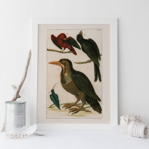 ANTIQUE ORNITHOLOGY PRINT, Antique Bird Print, Professional Reproduction, Old Nature Print Nature Wall Art Old Bird Art Print Nature Art