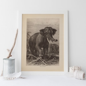 INDIAN ELEPHANT PRINT, Vintage Animal Print, Antique Mammalogy Poster, Professional Reproduction, Antique Zoology Decor, 1890s
