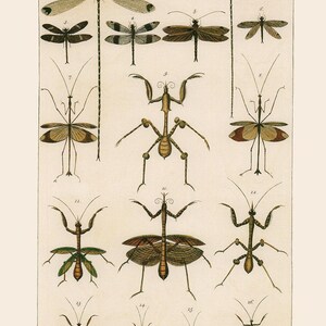 VINTAGE NATURE PRINT, Antique Nature Art Print, Antique Insect Print Butterfly Art Antique Natural History Print Wall Art Insect Art Print image 3