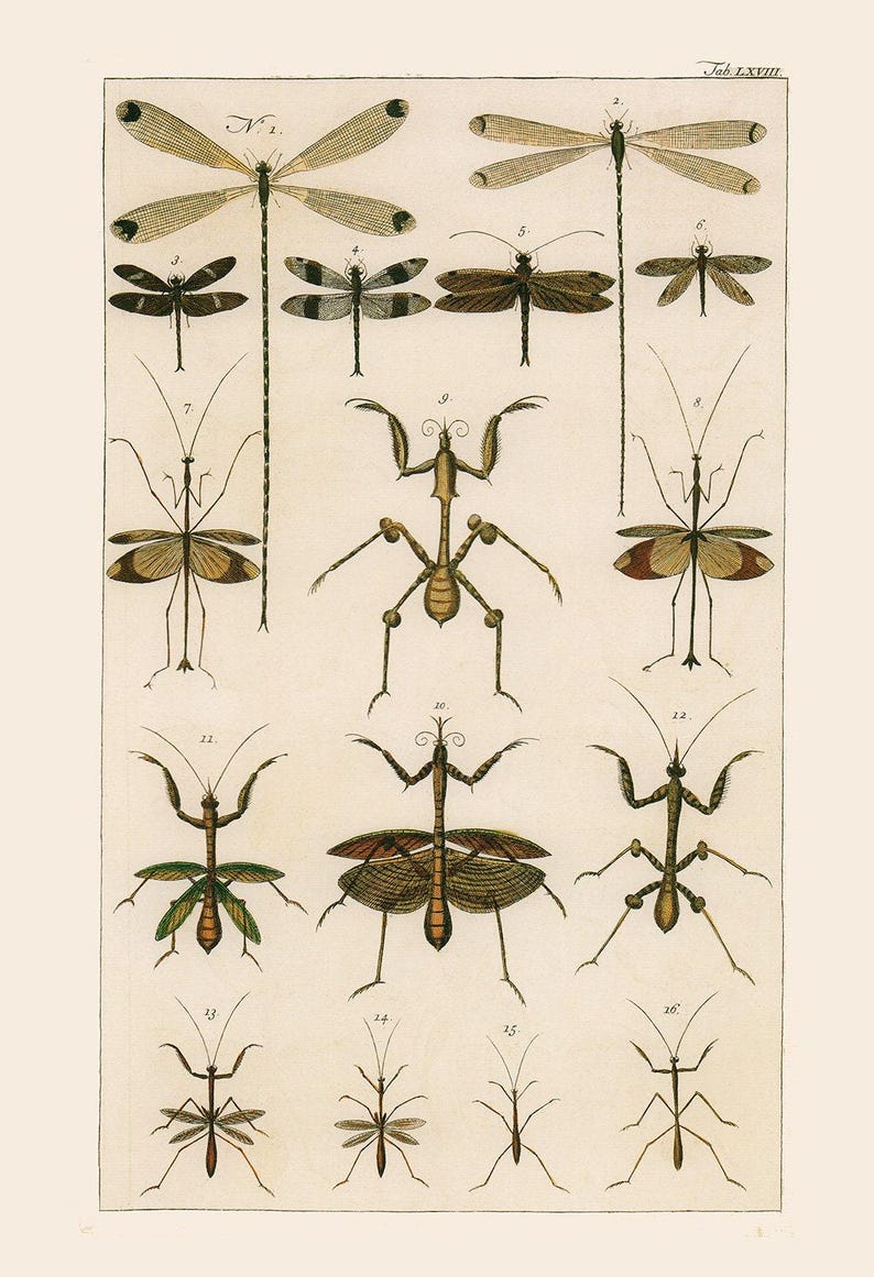 VINTAGE NATURE PRINT, Antique Nature Art Print, Antique Insect Print Butterfly Art Antique Natural History Print Wall Art Insect Art Print image 3