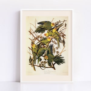VINTAGE PARROT PRINT, Carolina Parrot, Male, Female, and Young, Audubon, 1820s, 1830s, Nature Wall Art